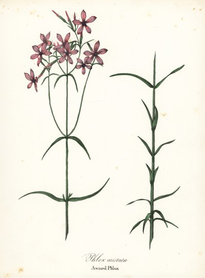 Ponyvás phlox, Phlox aristata alkotó: Endicott Endicott