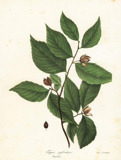 Bükkfa, Fagus sylvatica alkotó: Endicott Endicott