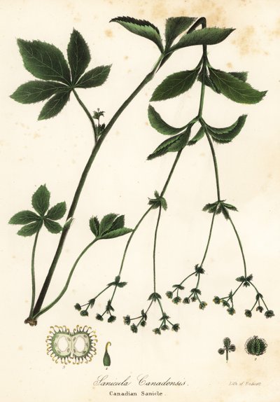 Canadian Blacksnakeroot vagy Canadian Sanicle, Sanicula canadensis alkotó: Endicott Endicott