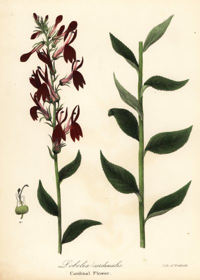 Kardinális virág, Lobelia cardinalis alkotó: Endicott Endicott