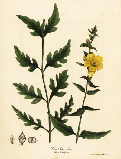 Hamis gyűszűvirág, Aureolaria flava (Gerardia flava) alkotó: Endicott Endicott