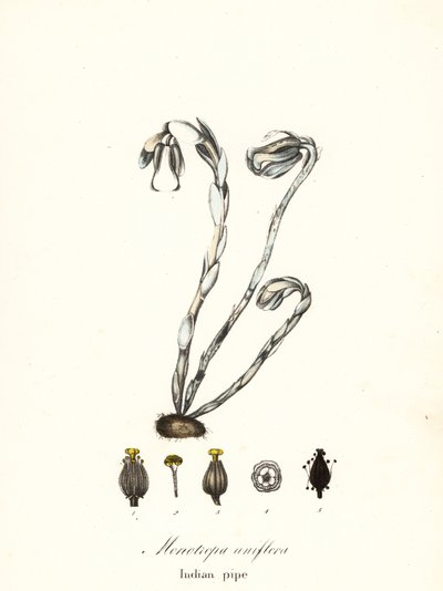 Szellemnövény, szellempipa, indiai pipa vagy hullanövény, Monotropa uniflora alkotó: Endicott Endicott