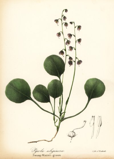 Májlevelű télzöld, mocsári télizöld vagy rózsaszín télizöld, Pyrola asarifolia (mocsári télizöld, Pyrola uliginosa) alkotó: Endicott Endicott