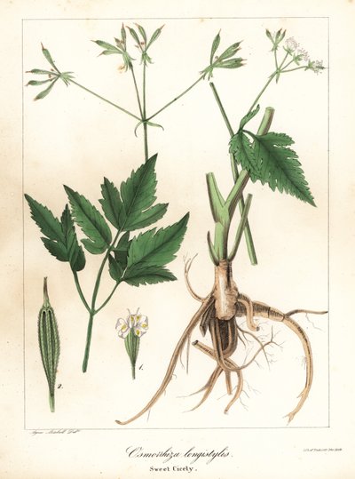Hosszú fazonú édes-cice, longstyle édesgyökér vagy édes cicely, Osmorhiza longistylis alkotó: Endicott Endicott