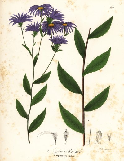 Alacsony érdes őszirózsa vagy durva fa őszirózsa, Eurybia radula (Rasplevelű őszirózsa, Aster radula) alkotó: Endicott Endicott