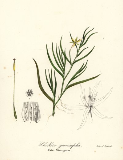 Iszap útifű vagy vízi jácint, Heteranthera dubia (vízi csillagfű, Schollera graminifolia) alkotó: Endicott Endicott