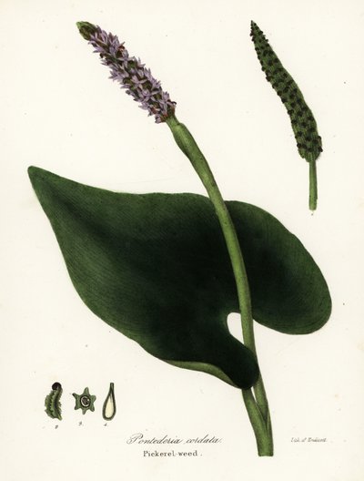Pickerel gyom, Pontederia cordata alkotó: Endicott Endicott