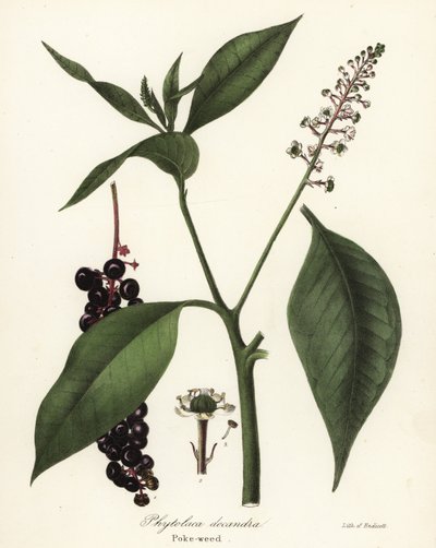 Pokeweed, Phytolacca americana (Phytolaca decandra) alkotó: Endicott Endicott
