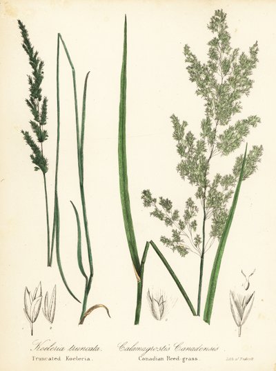 Préri ékpikkely, Sphenopholis obtusata és kanadai nádfű, Calamagrostis canadensis alkotó: Endicott Endicott