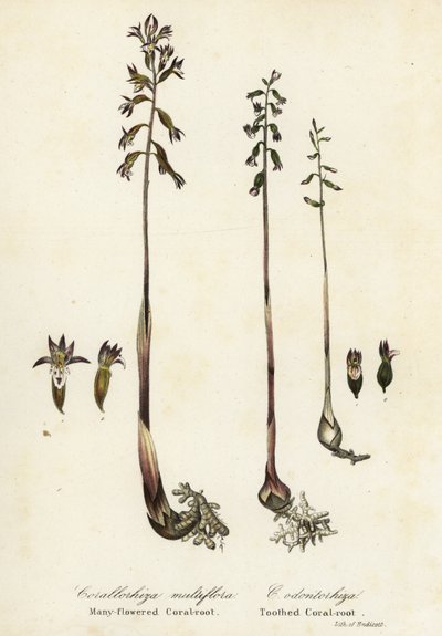 Foltos korallgyökér, Corallorhiza maculata és őszi korallgyökér, Corallorhiza odontorhiza (sok virágú korallgyökér, Corallorhiza multiflora és fogazott korallgyökér, C alkotó: Endicott Endicott