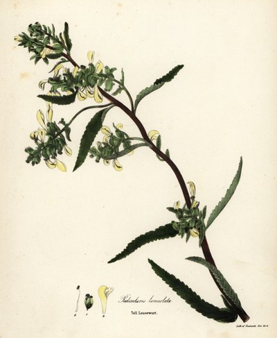 Magas tetű vagy mocsári tetű, Pedicularis lanceolata alkotó: Endicott Endicott