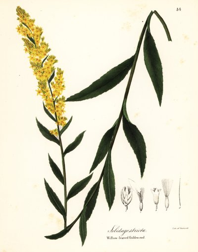 Pálcás aranyvessző, fűzlevelű aranyvessző vagy fűzlevelű aranyvessző, Solidago stricta alkotó: Endicott Endicott