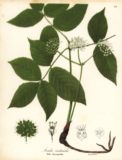 Vad sarsaparilla, Aralia nudicaulis alkotó: Endicott Endicott