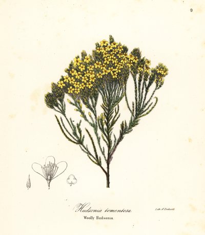Gyapjas hanga, homoki hanga, homoki hanga vagy gyapjas hudsonia, Hudsonia tomentosa alkotó: Endicott Endicott