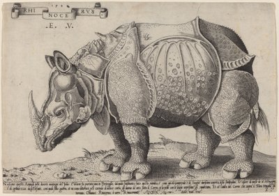 Orrszarvú alkotó: Enea Vico after Albrecht Dürer