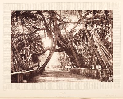 Banyan fa, Java alkotó: English Photographer