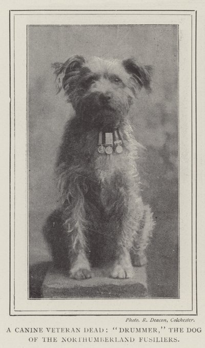 Egy kutya veterán halott, dobos, a Northumberland Fusiliers kutyája alkotó: English Photographer