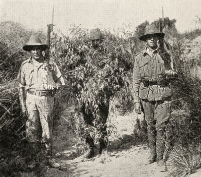 Egy bokornak álcázott török mesterlövész letartóztatásban van, miután az ANZAC csapatai elfogták, a „The Great War: A History” III. kötetből, 1916 alkotó: English Photographer
