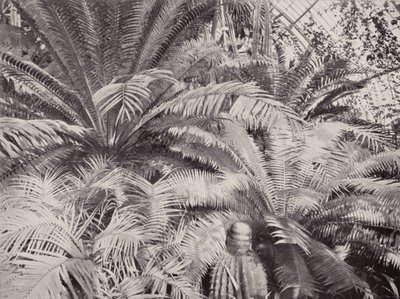 Cikádok egy csoportja a Kew-i Pálmaházban (fekete-fehér fotó) alkotó: English Photographer