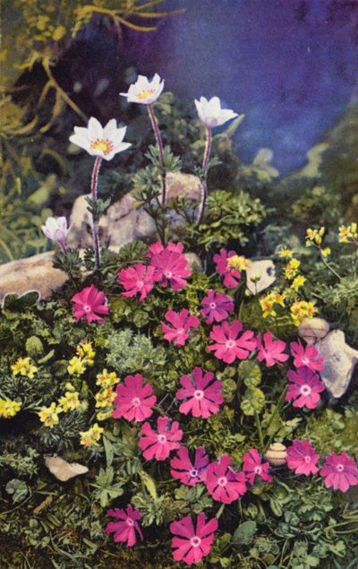 Alpesi virágok: (középen) és Anemone Baldensis (hátul) (színes fotó). alkotó: English Photographer