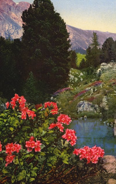Alpesi virágok: Rhododendron Ferrugineum (színes fotó) alkotó: English Photographer