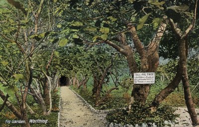 Ősi fügekertek Tarringben, Worthingben, Sussexben, azt állítják, hogy Anglia legrégebbi fügefája van, amelyet Thomas Becket ültetett (fotó) alkotó: English Photographer