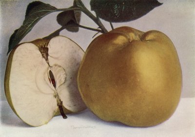 Apple, Lord Derby (színes fénykép) alkotó: English Photographer