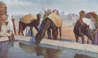 Arab kaméleonok (színes fotó) alkotó: English Photographer