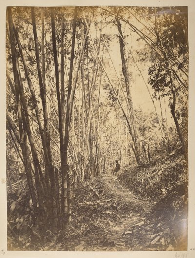 Bambusz erdő a Teestán.  Darjeeling kilátásai. 1870-es évek alkotó: English Photographer