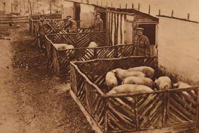 A brit hadsereg sertéstelepe az I. világháború alatt (fekete-fehér fotó) alkotó: English Photographer