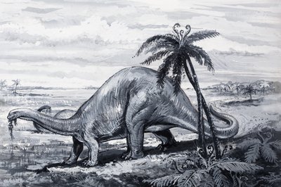 Brontosaurus alkotó: English Photographer