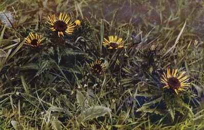 Carline Thistles (fotó) alkotó: English Photographer