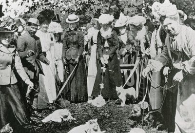 Macskabemutató a királyi botanikus kertben, Westminsterben, 1900-ban alkotó: English Photographer