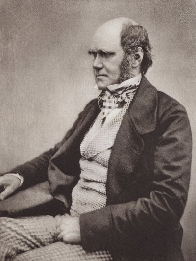Charles Darwin, portré, 1854 körül, a Maull  Fox fotójáról (fekete-fehér fotó) alkotó: English Photographer