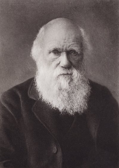 Charles Darwin, portré, 1880 (f/w fotó) alkotó: English Photographer