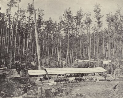 Childers Sawmill, Gippsland alkotó: English Photographer