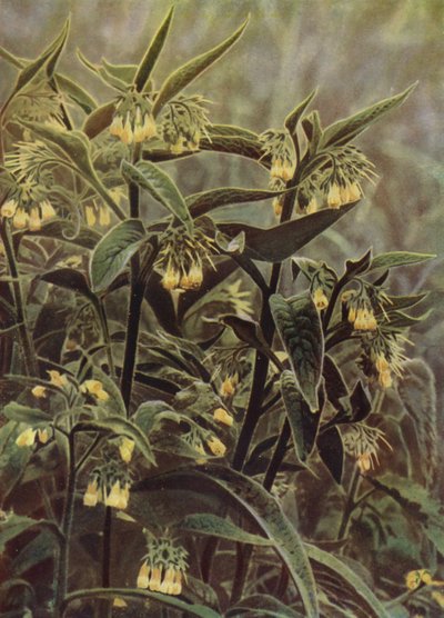 Comfrey (fotó) alkotó: English Photographer