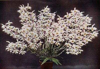 Dendrobium Wardianum (színes fotó) alkotó: English Photographer