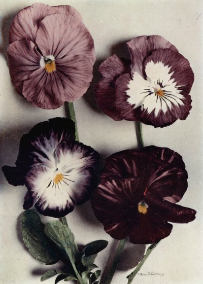 Fancy Violas, Louie Granger, Mrs Chichester, Kate Houston és Duke of Argyle (színes fotó) alkotó: English Photographer