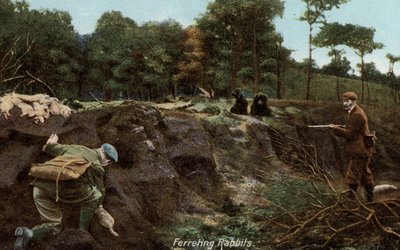 Nyulak vadászgörénye vidéken alkotó: English Photographer