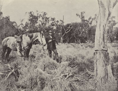 Emus fészek keresése alkotó: English Photographer