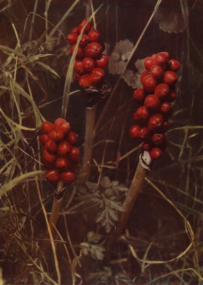 Kakukk-korsó gyümölcse (fotó) alkotó: English Photographer