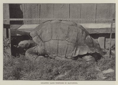 Gigantikus szárazföldi teknős Mauritiuson alkotó: English Photographer