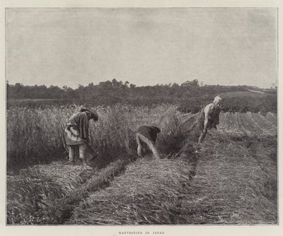 Betakarítás Japánban alkotó: English Photographer