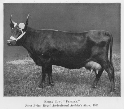 Kerry Cow, Fenella, első díj, Royal Agricultural Society kiállítása alkotó: English Photographer