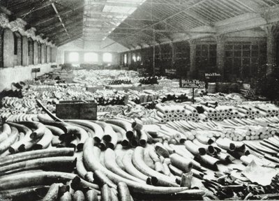 London Docks: elefántcsont raktár, 1895 alkotó: English Photographer