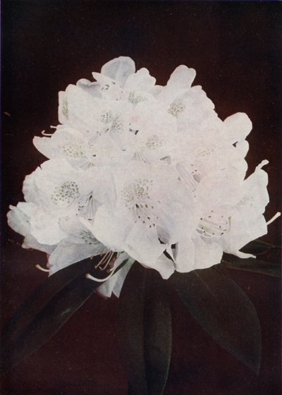 Madame Carvalho (színes fénykép) alkotó: English Photographer