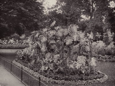 Monstera Deliciosa a Battersea Parkban (fekete-fehér fotó) alkotó: English Photographer