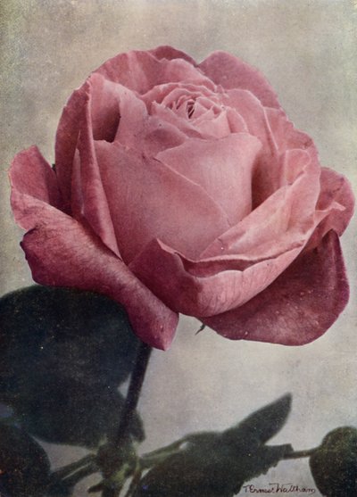 John Laing asszony (HP) (színes fénykép) alkotó: English Photographer