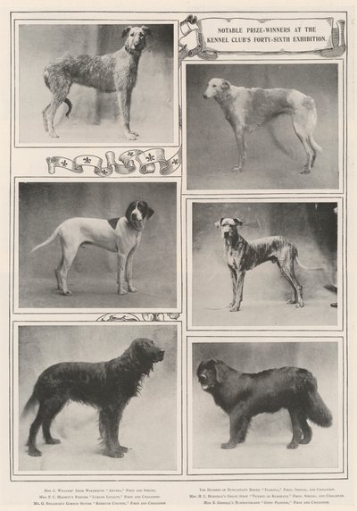 A Kennel Clubs Negyvenhatodik Kiállításának jelentős díjazottjai alkotó: English Photographer